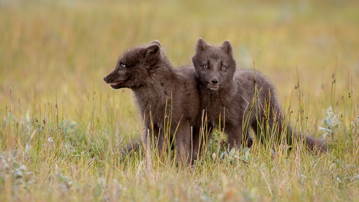 Polarfuchs
